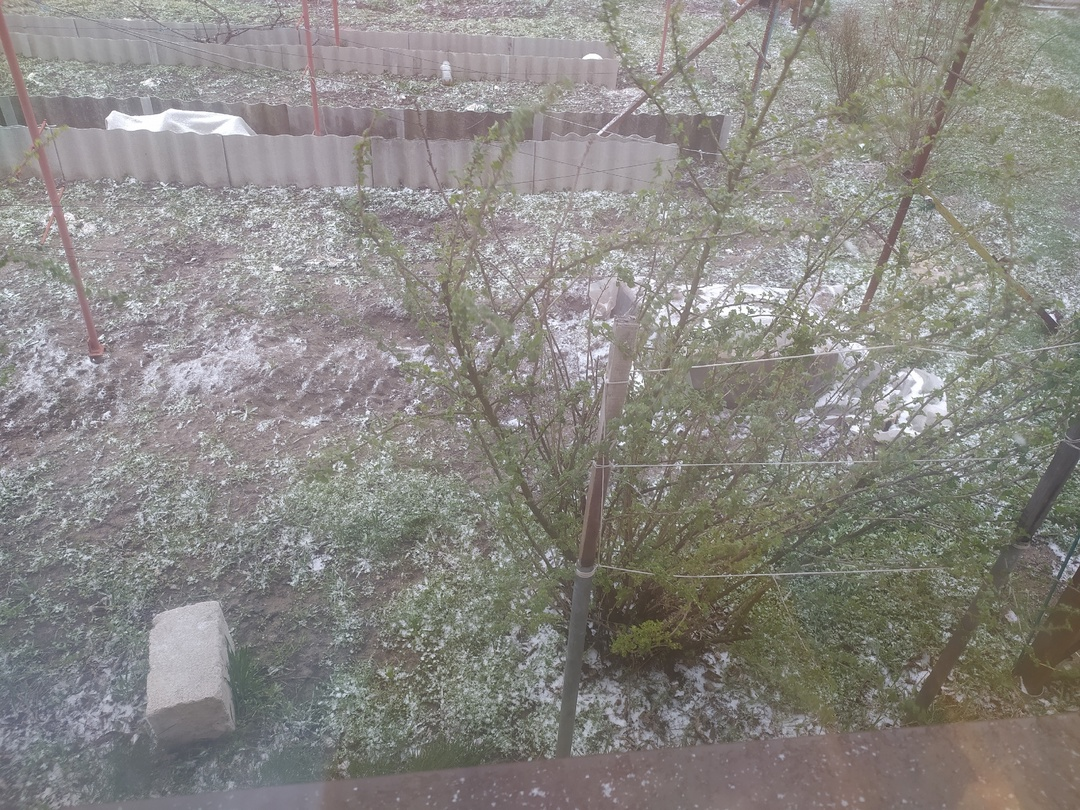 Крыжовник у меня высокорослый. Вырастает до 5 метров в высоту, если не обрезать.