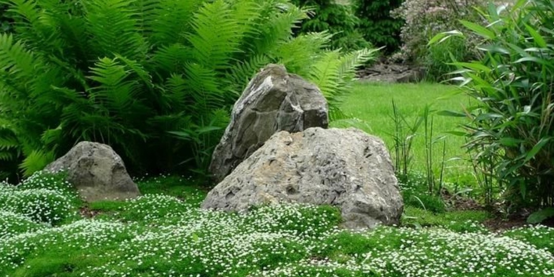 Мшанка - зелёная подушка.