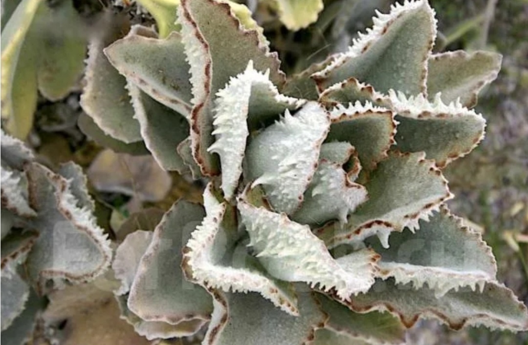 Отличается от каланхоэ Бехарского шипами с оборотной стороны листа 