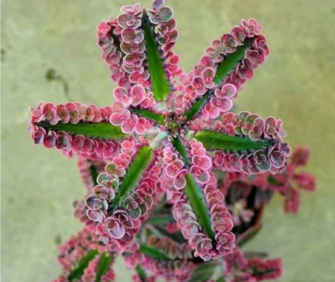 Живородящий каланхоэ 