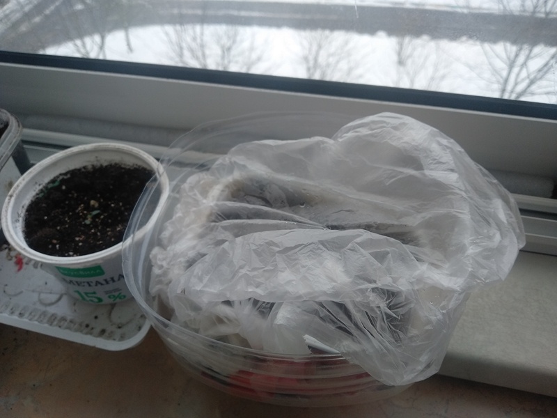 Клюква под плёнкой