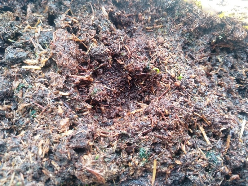 Первые всходы клюквы в апреле 2025 года