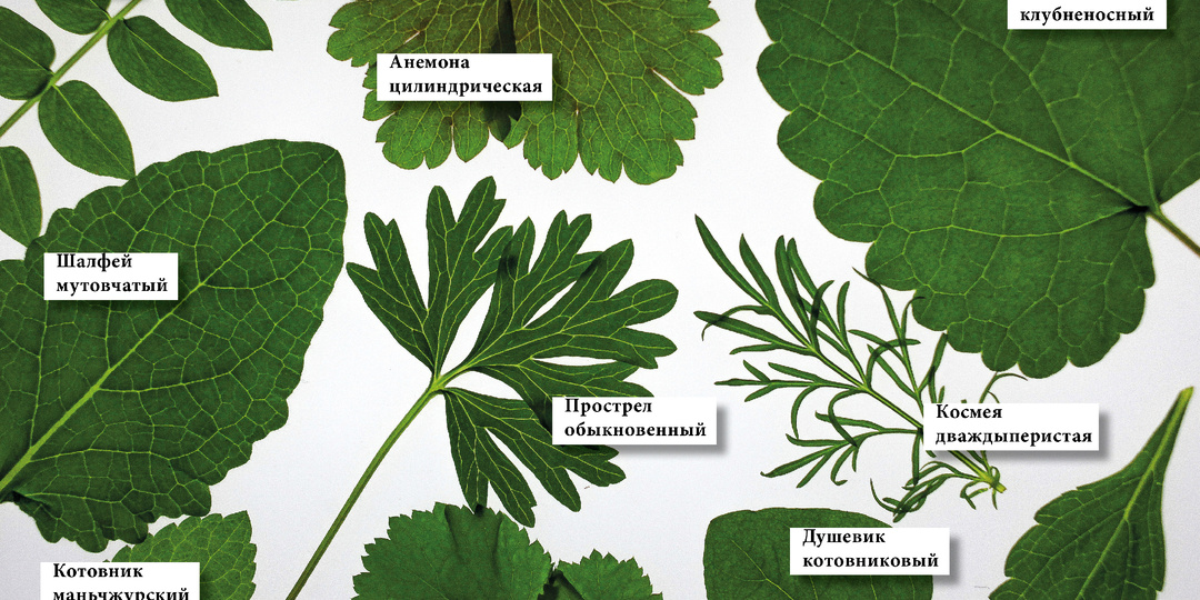 Удивительные детали: откройте для себя макромир рассады