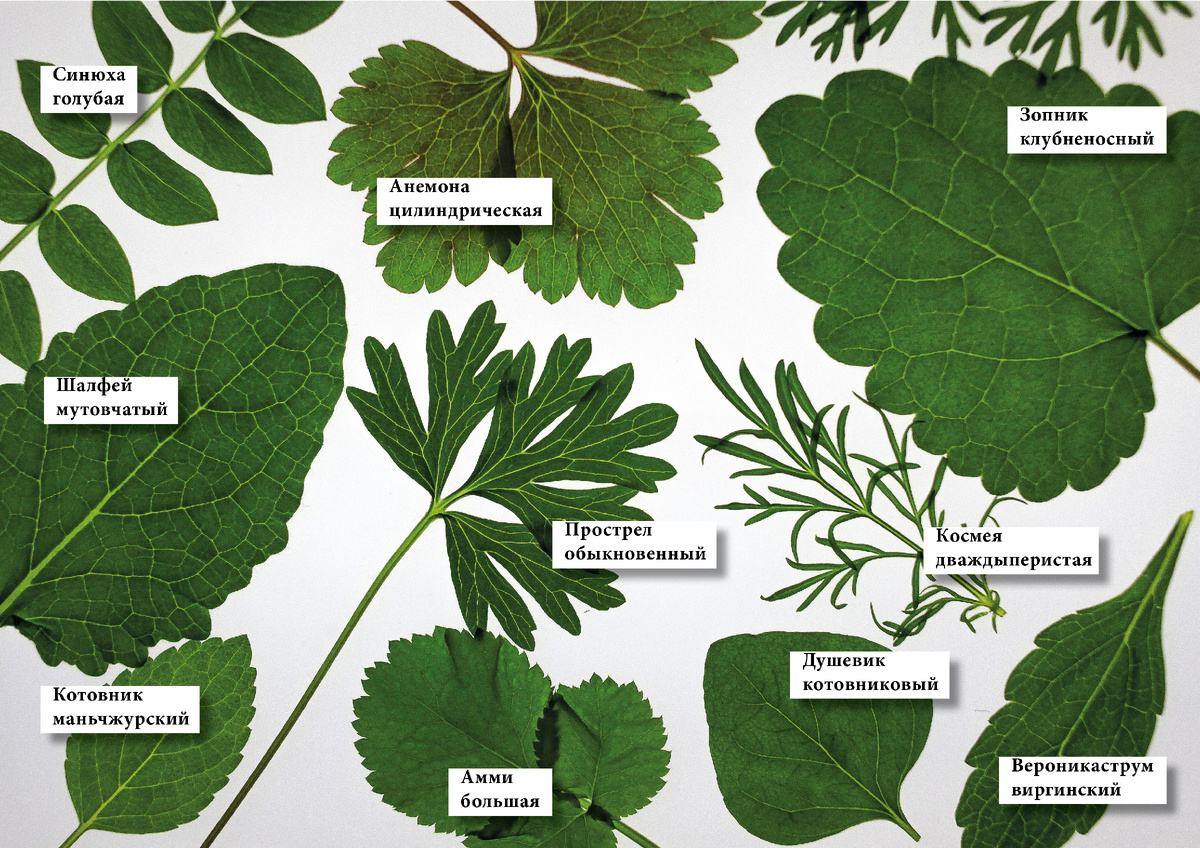 Коллаж из листьев рассады.