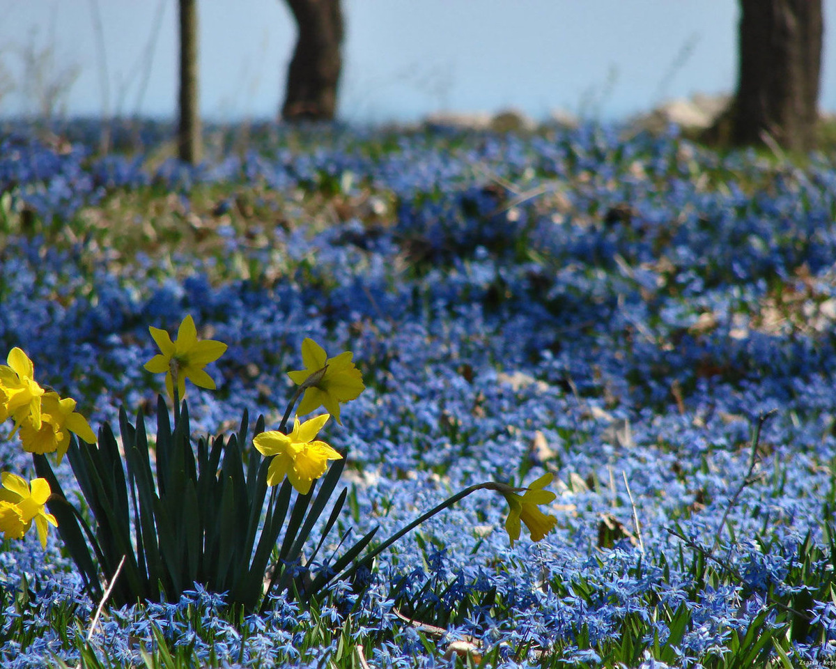 Нарциссы.