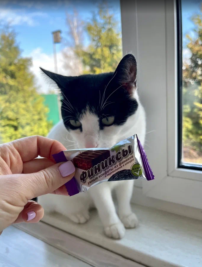 Контроль качества от моего кота - самый строгий 😄 Фото из личного архива