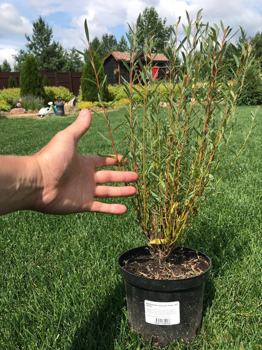 молодой саженец из питомника