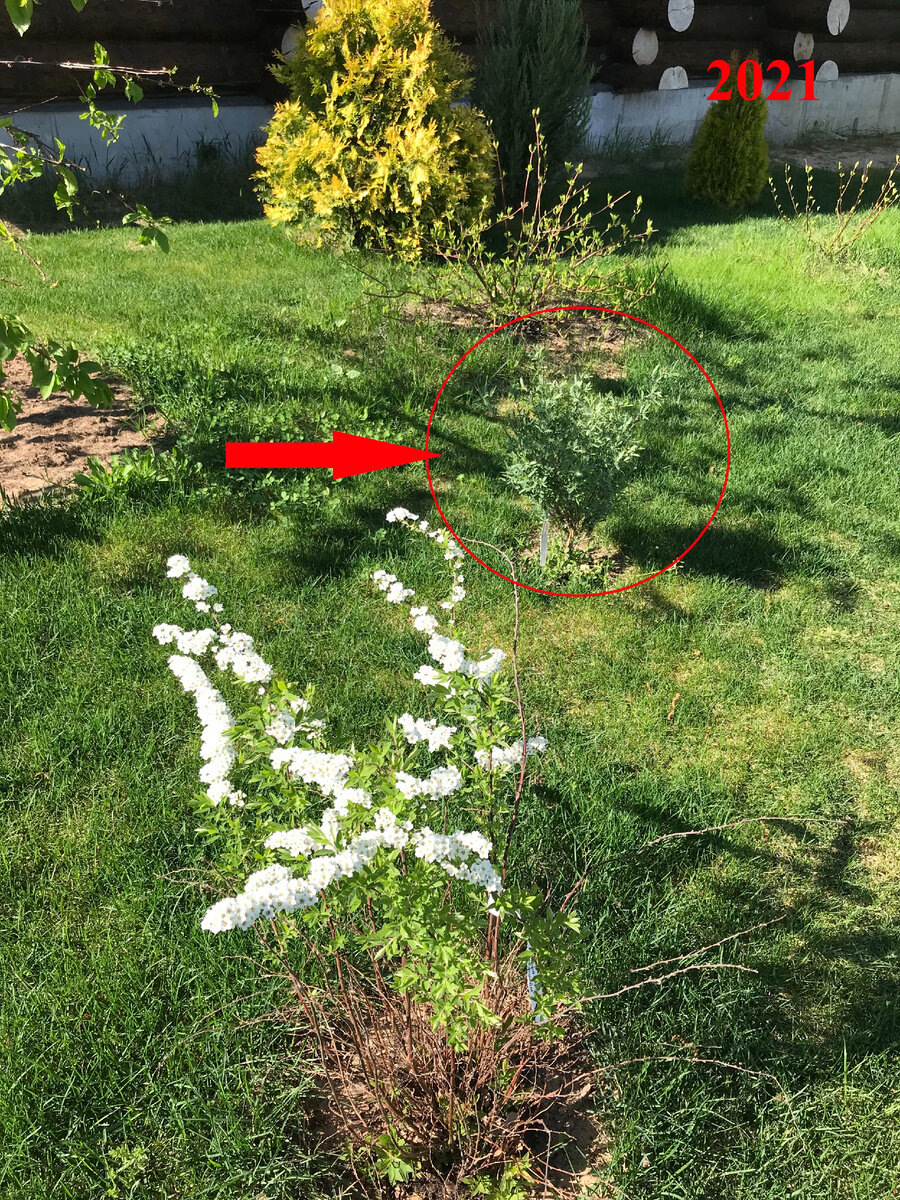 через месяц после посадки (первый сезон)