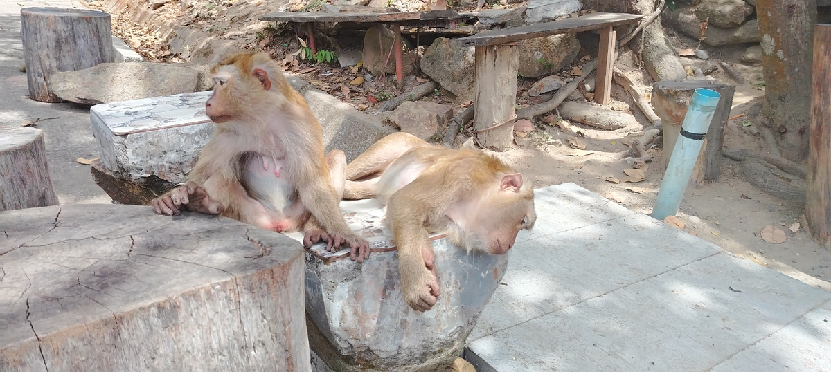 Гора обезьян. 