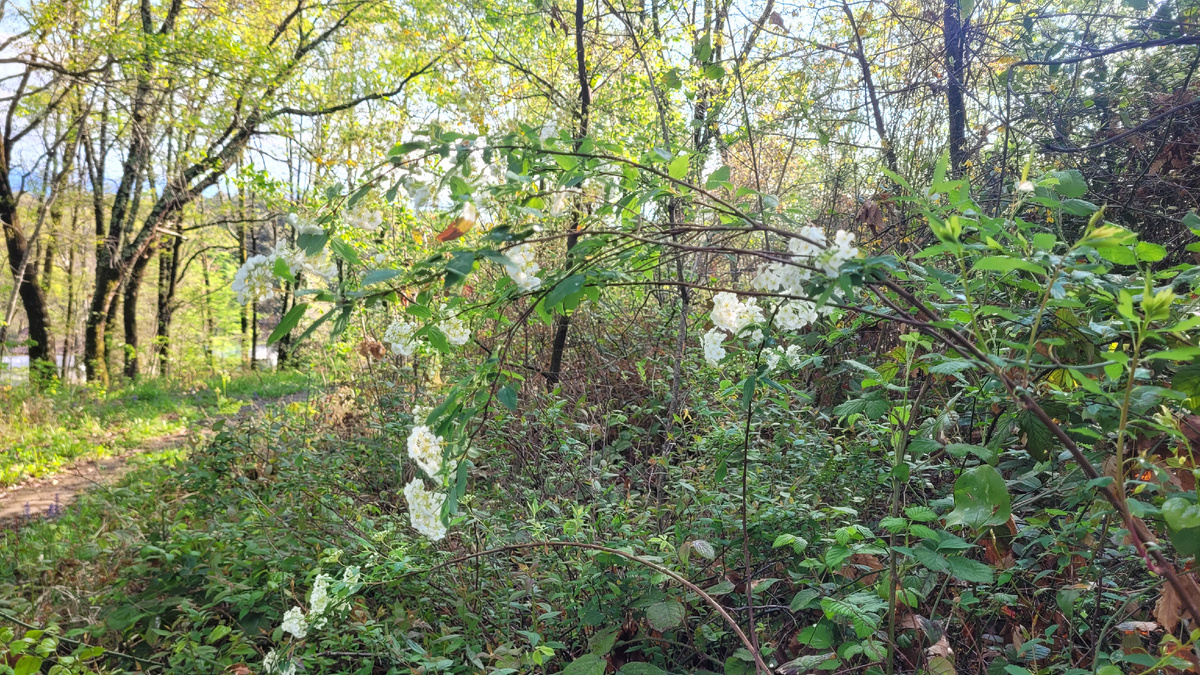 Цветущий куст в лесу