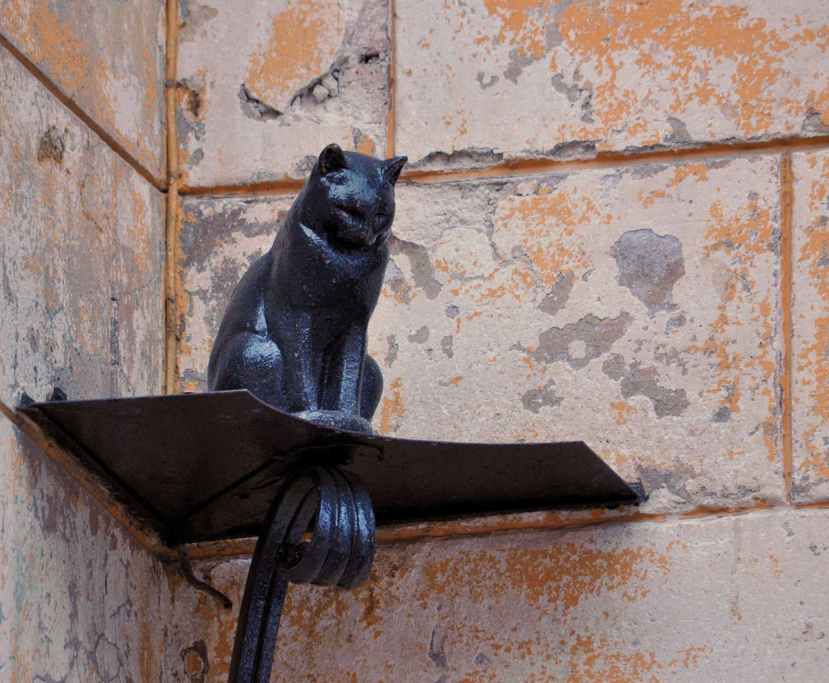 Кот Елисей (фото из интернета)