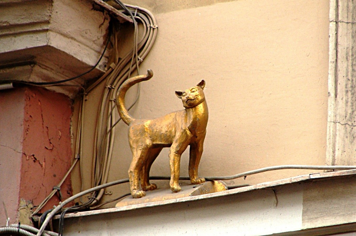 Кошка Василиса (фото из интернета)