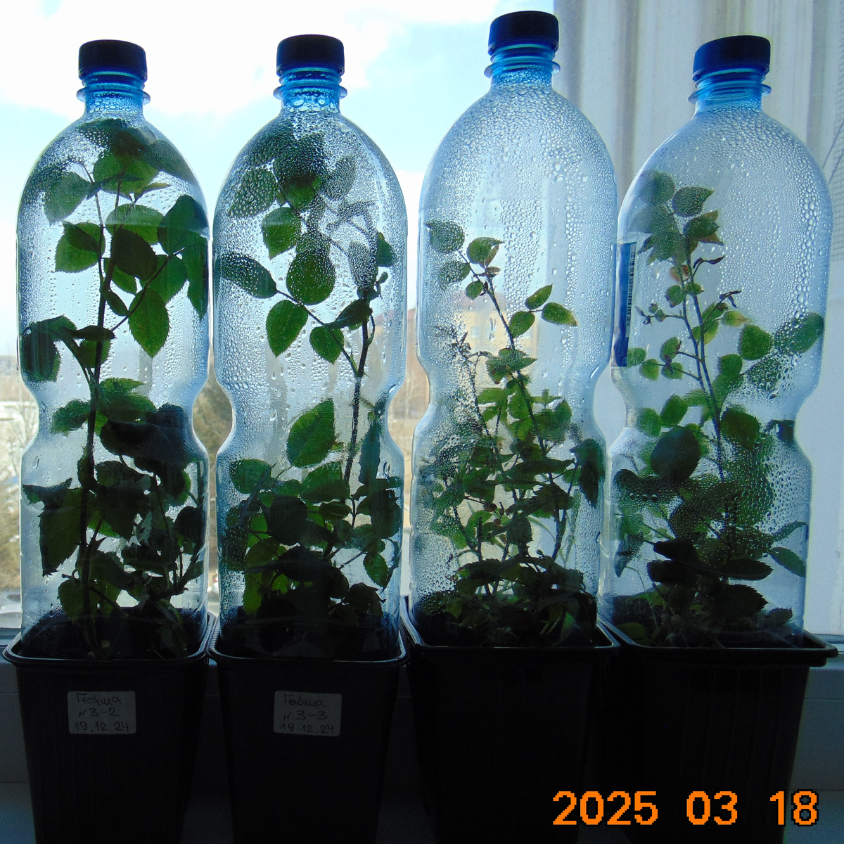 Укорененные черенки роз на зимовке в квартире