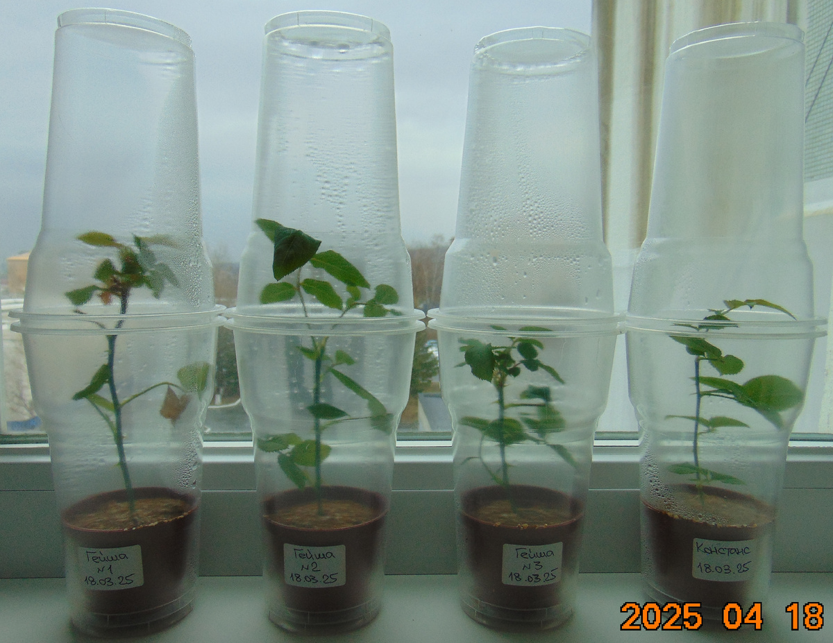 Макушки с укорененных черенков роз через месяц