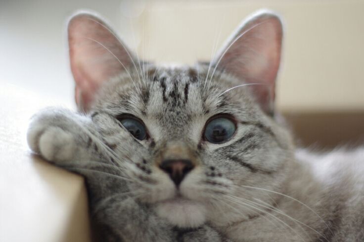 Фото из Интернета.