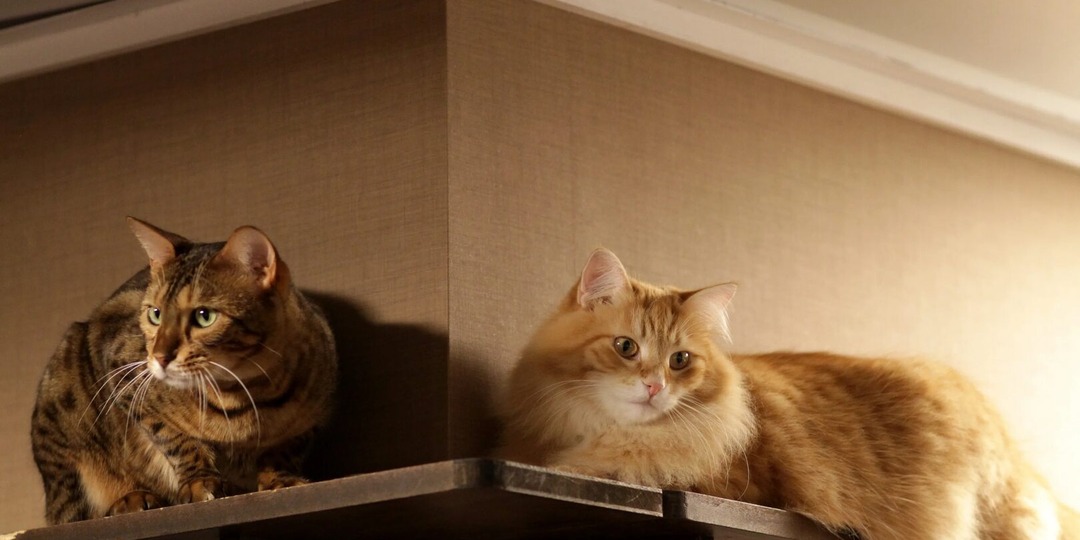 😻😺Кот или кошка: кого лучше завести?