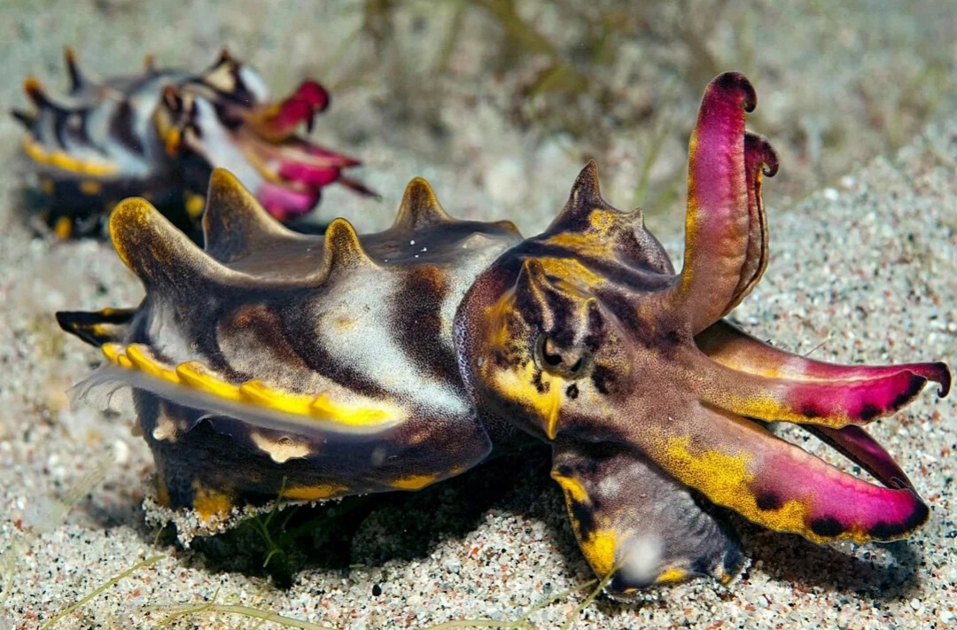 Новая форма Чужого.