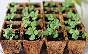 Рассада клубники одинаково страдает как от засухи, так и от переувлажнения