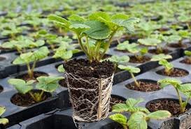 Сеянцам нужно 12–14 часов света в сутки