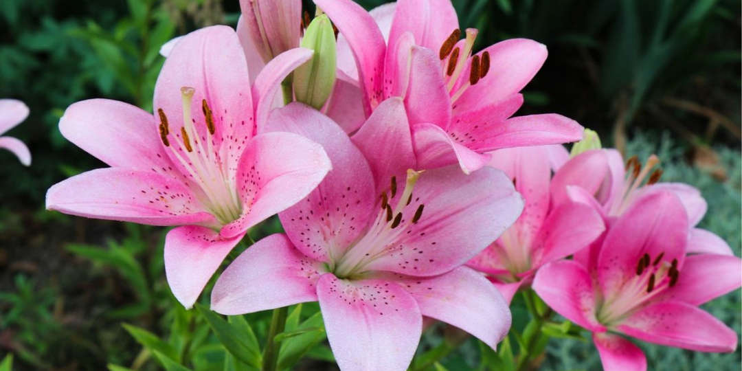 Уход за лилиями весной. Такая подкормка будет стимулировать их к обильному цветению