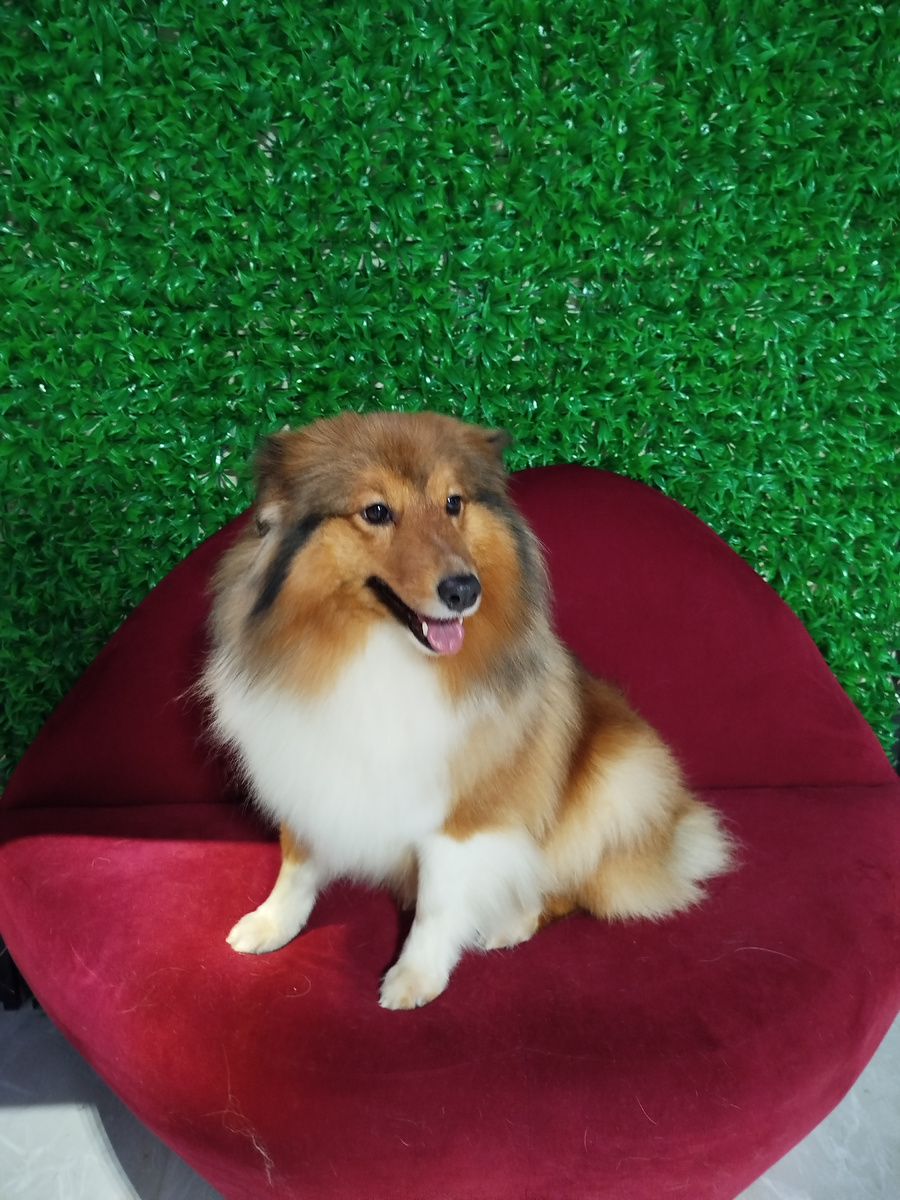 Шелти  — порода, покоряющая сердца своей элегантностью и умом. Эти небольшие, но энергичные собаки, напоминающие миниатюрных колли, требуют особого внимания к своей роскошной шерсти. Если ваш питомец — шелти, важно обеспечить ему правильный уход, чтобы сохранить здоровье и красоту.  Особенности шерсти шелтиГустая двойная шерсть шелти состоит из длинного остевого волоса и мягкого подшерстка. Порода подвержена сезонной линьке, во время которой вычесывание становится особенно важным. Регулярное расчесывание (2-3 раза в неделю) предотвращает образование колтунов и поддерживает шерсть блестящей. В период линьки рекомендуется увеличить частоту процедур до ежедневных.  Профессиональный груминг для шелтиВ нашем салоне мы учитываем все нюансы породы:  1. Вычесывание и удаление отмершего подшерстка— используем инструменты, которые бережно обрабатывают шерсть, не повреждая ее структуру.  2. Гигиеническая стрижка— аккуратно подравниваем шерсть в области лап, ушей и хвоста, сохраняя естественный силуэт.  3. Уход за ушами и глазами— очищаем от загрязнений, предотвращая воспаления.  4. Стрижка когтей — обеспечиваем комфорт при движении.  Важно: шелти не нуждаются в радикальной стрижке, так как их шерсть выполняет защитную функцию. Наши мастера подчеркивают природную красоту породы, избегая чрезмерного укорачивания волоса.  Почему стоит доверить шелти нам?Шелти — чувствительные и интеллектуальные собаки, которые ценят спокойную атмосферу. Наши грумеры находят подход даже к самым трепетным питомцам, превращая процедуры в стресс-фри опыт. Мы используем hypoallergenic средства и индивидуально подбираем методики ухода.  Запишите своего шелти на груминг — подарите ему ухоженный вид и отличное самочувствие! Давайте вместе заботиться о том, чтобы ваша собака сияла здоровьем и красотой.