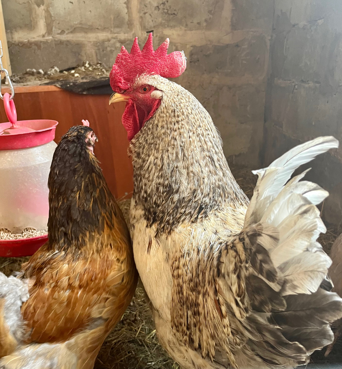 Петушок султан гарема со своей любимой женой, семейное фото