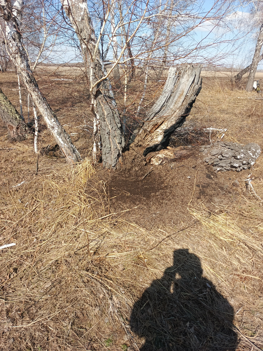 Вот и муравьи вышли погреться на весеннем солнышке