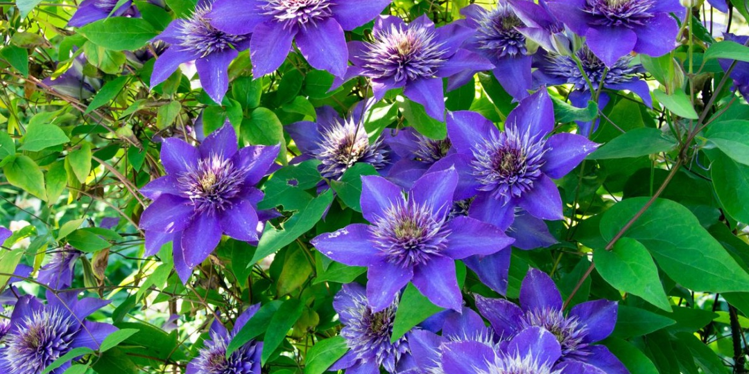 Вот простой способ вырастить здоровый и обильно цветущий клематис: приобретите в аптеке и внесите его в почву.