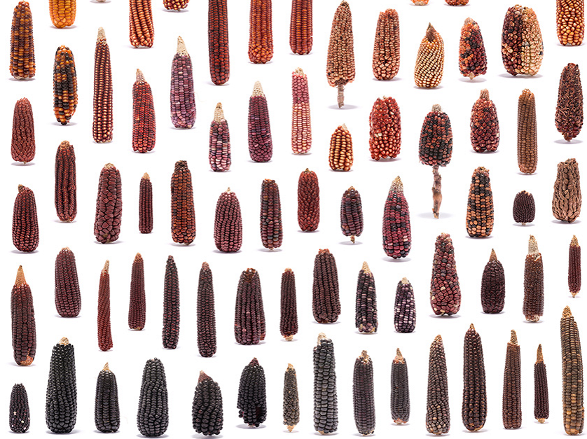 Разнообразие внешнего вида початков кукурузы