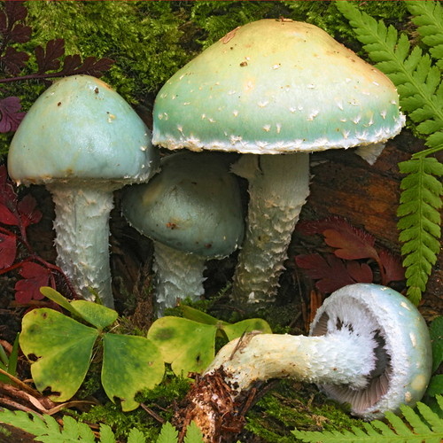 Строфария сине-зеленая.