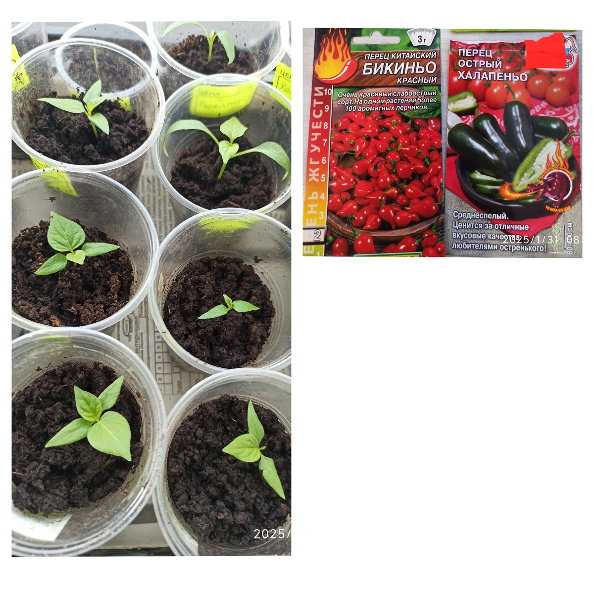 Халапеньо отлично проявил себя в сезоне 2024. Остальные новички. 