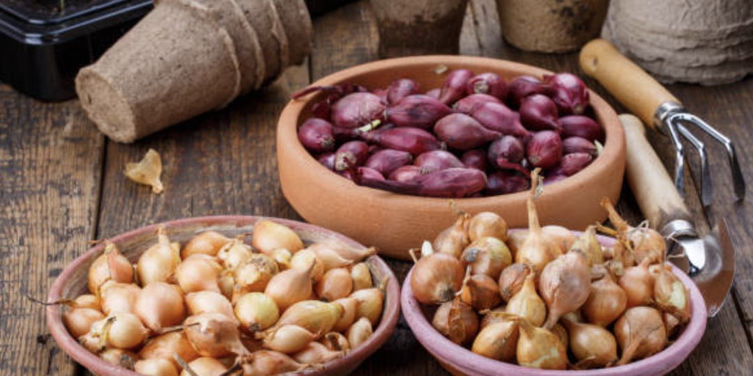 Сажайте лук-севок как можно раньше, чтобы опередить луковую муху.