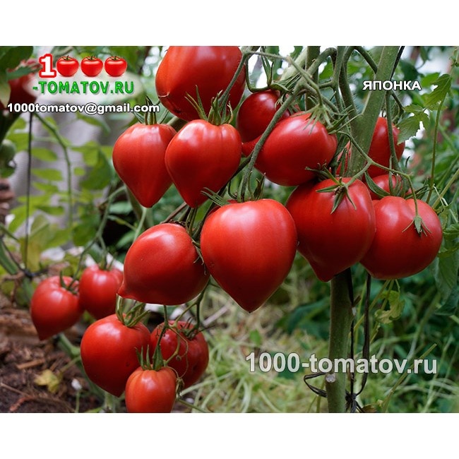 Томат Японка 1