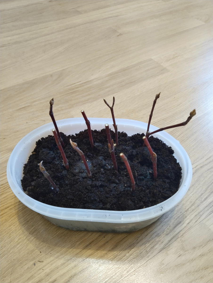 Кончики припудрил корневином.