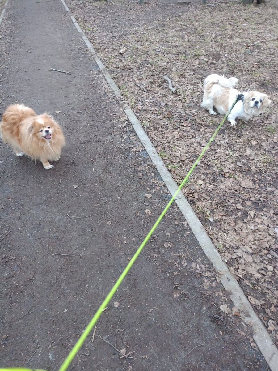 Стеша и Стелла гуляют