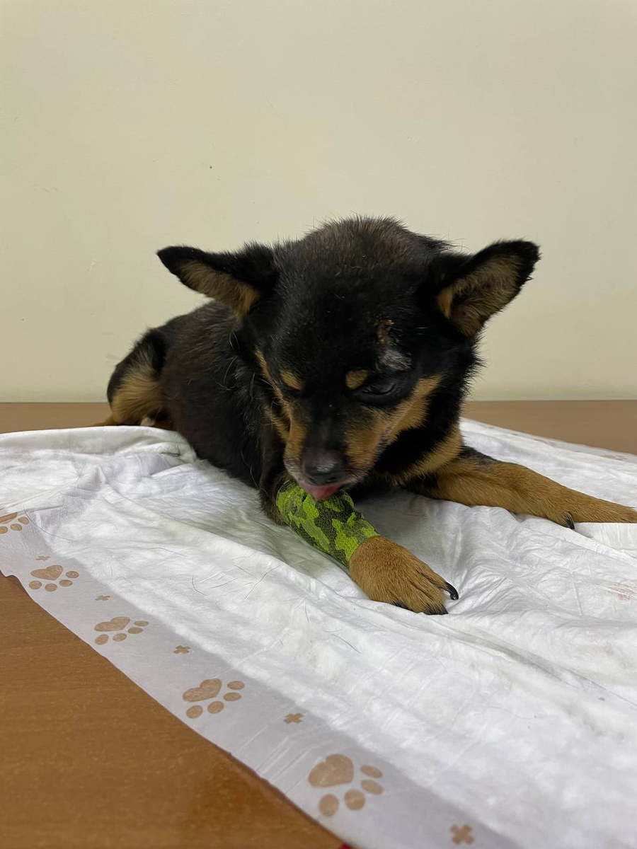 Тайсон, держись!!!