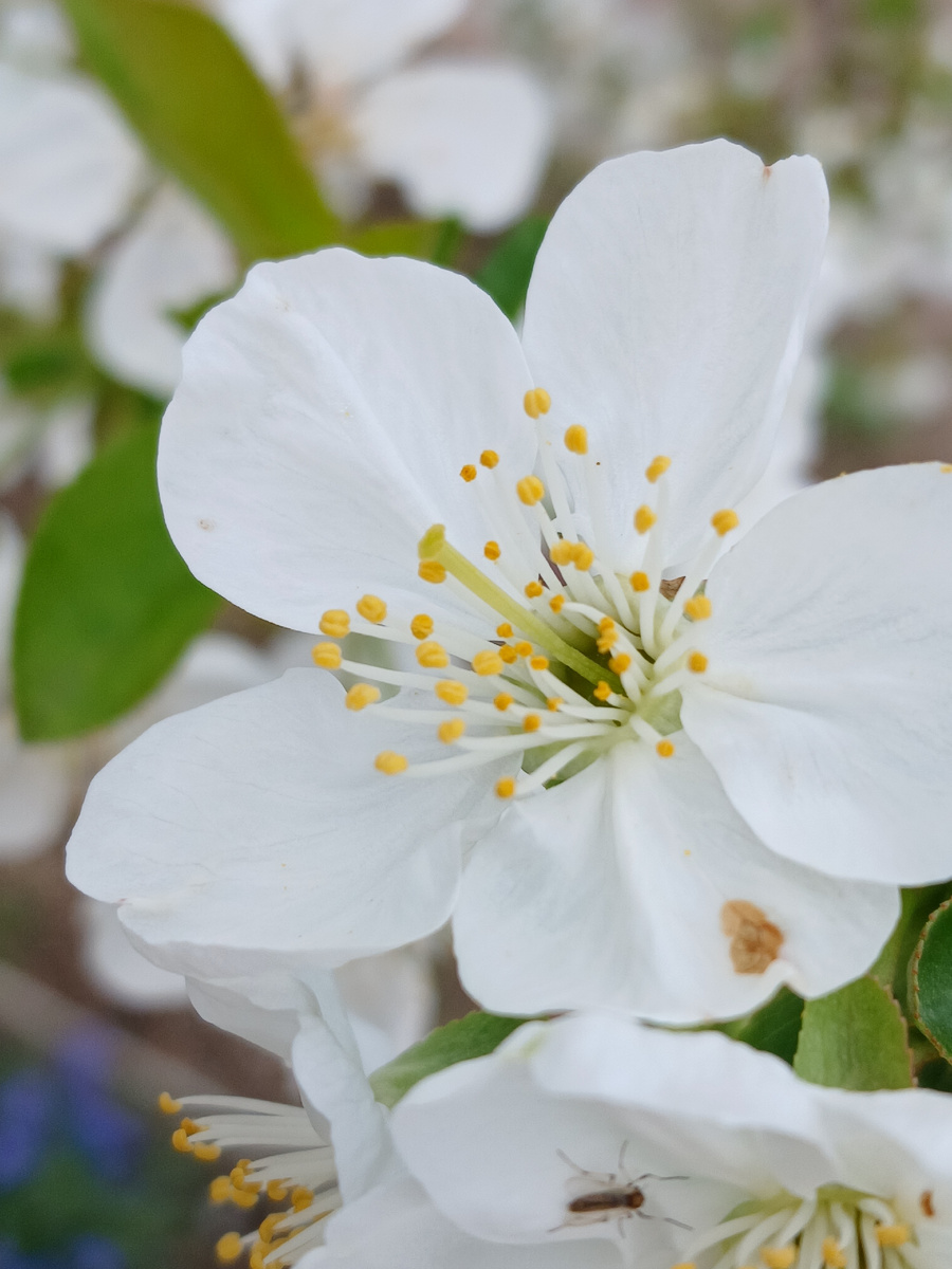 Цветок вишни. Зелёный пестик,а желтые-тычинки