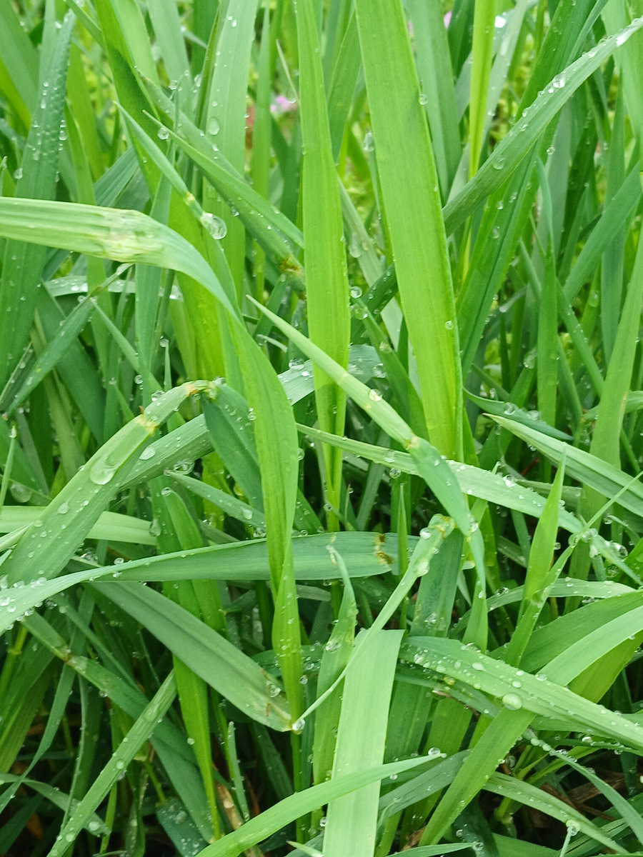 У природы нет плохой погоды. Но дождь-помеха опылению