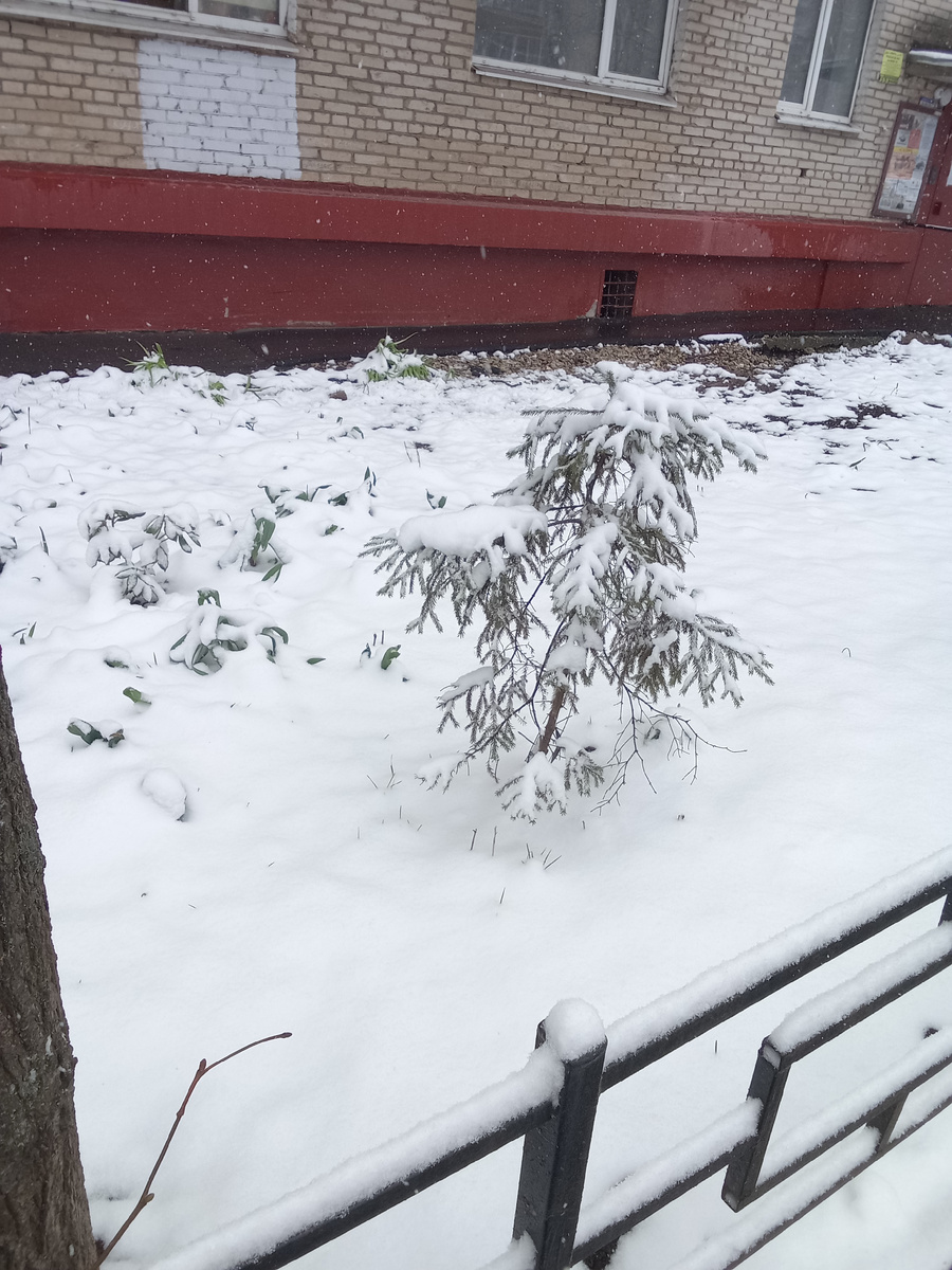 Бедные цветы, только начали цвести, а тут снег:(