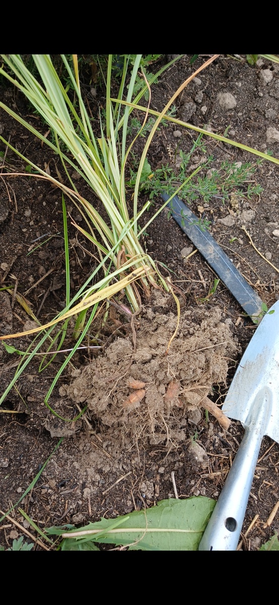 Выкопанная чуфа, клубеньки еле заметны