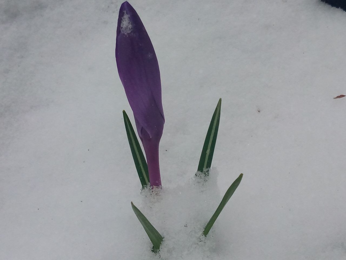 Крокус обратно завернул свои лепестки