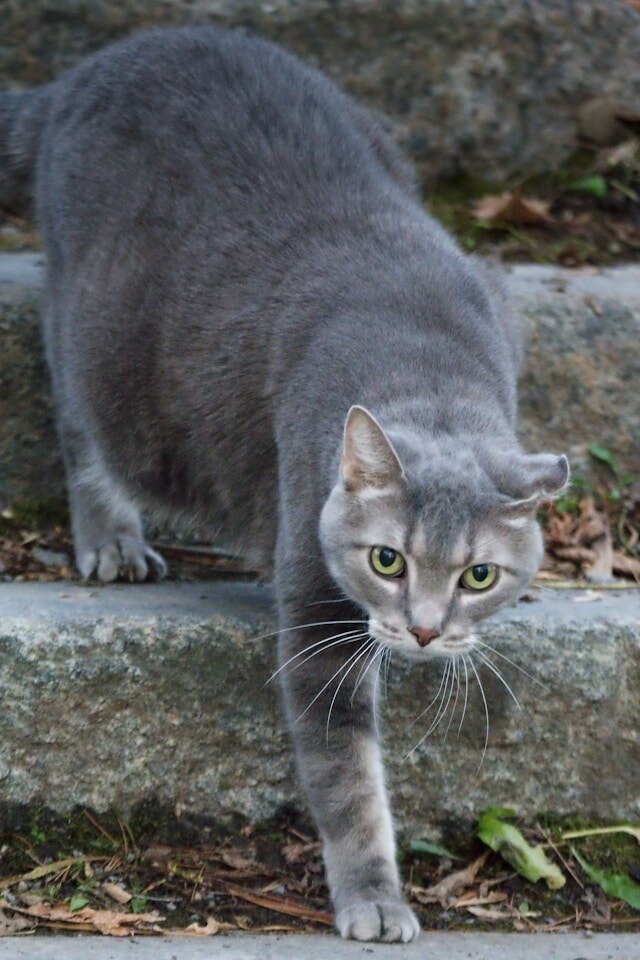 Photo by Danielle-Claude Bélanger on Unsplash