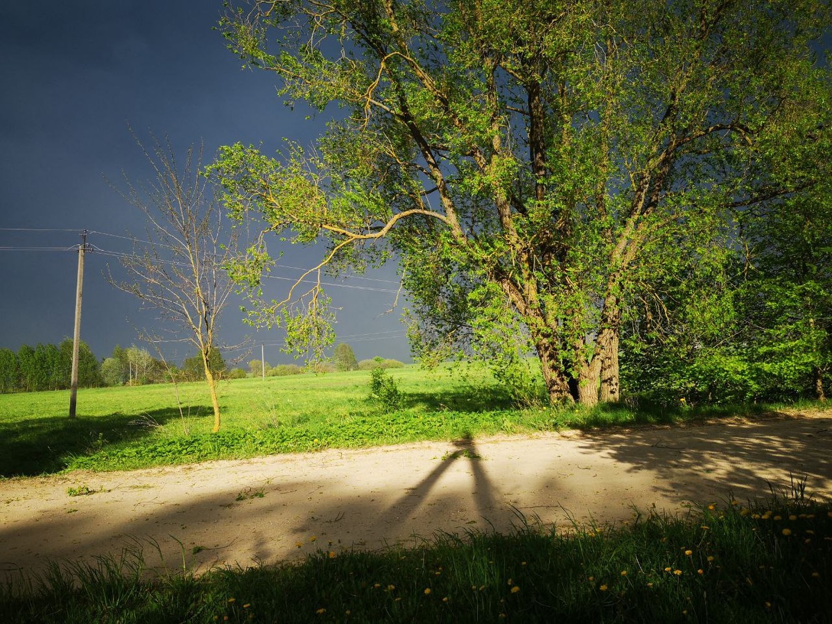 поля, леса, природа целостны