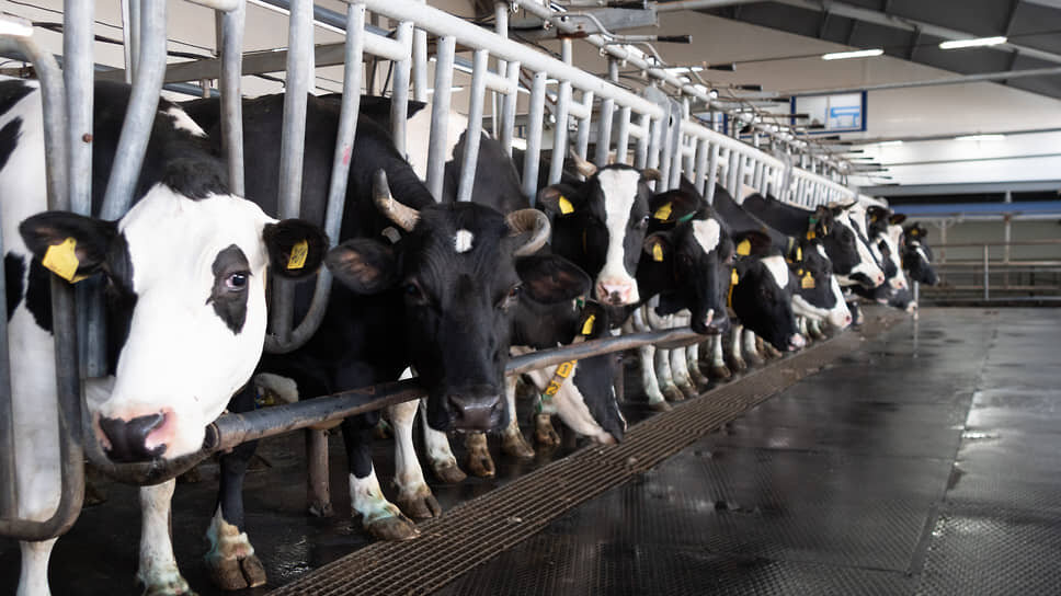 В Татарстане выделили 250 млн рублей на автоматизацию АПК с помощью ИИ.📷Фото: Евгения Яблонская / Коммерсантъ