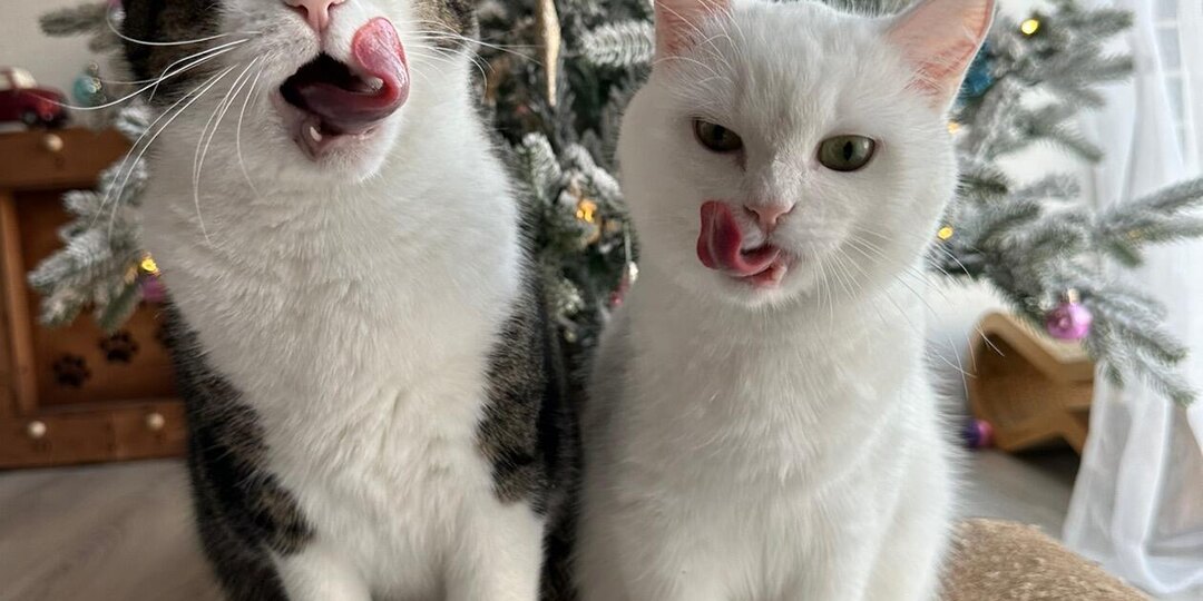 Прошел год как Аляска живет с нами