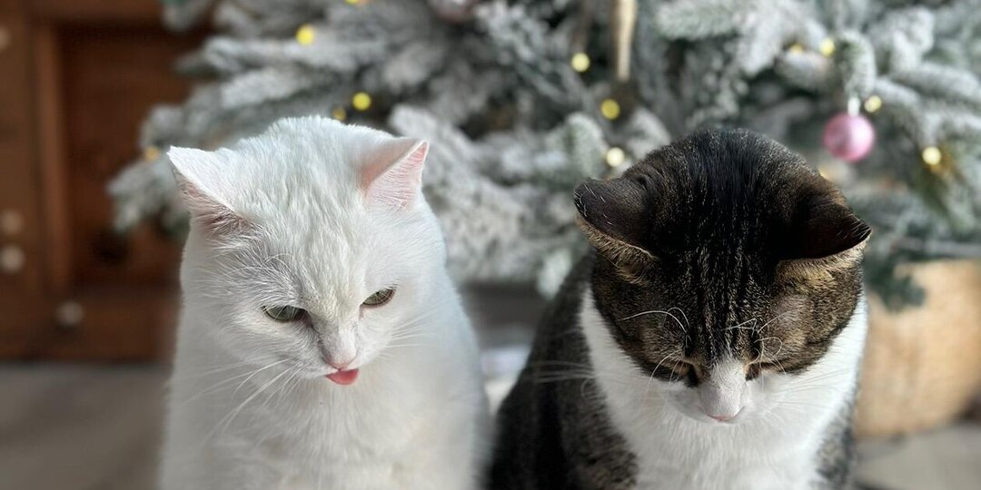 Кто лучше себя вёл в этом году?