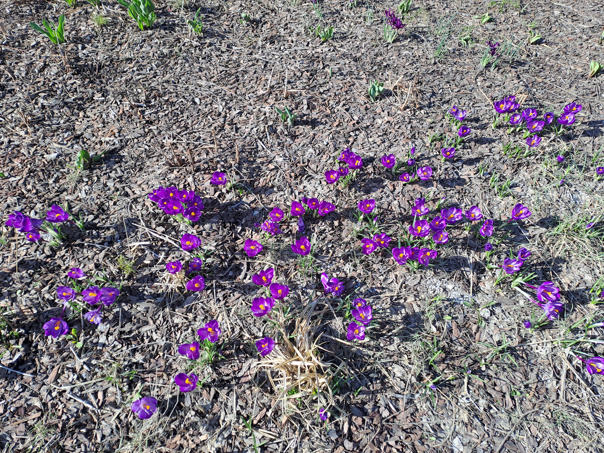 Первые весенние цветы распустились