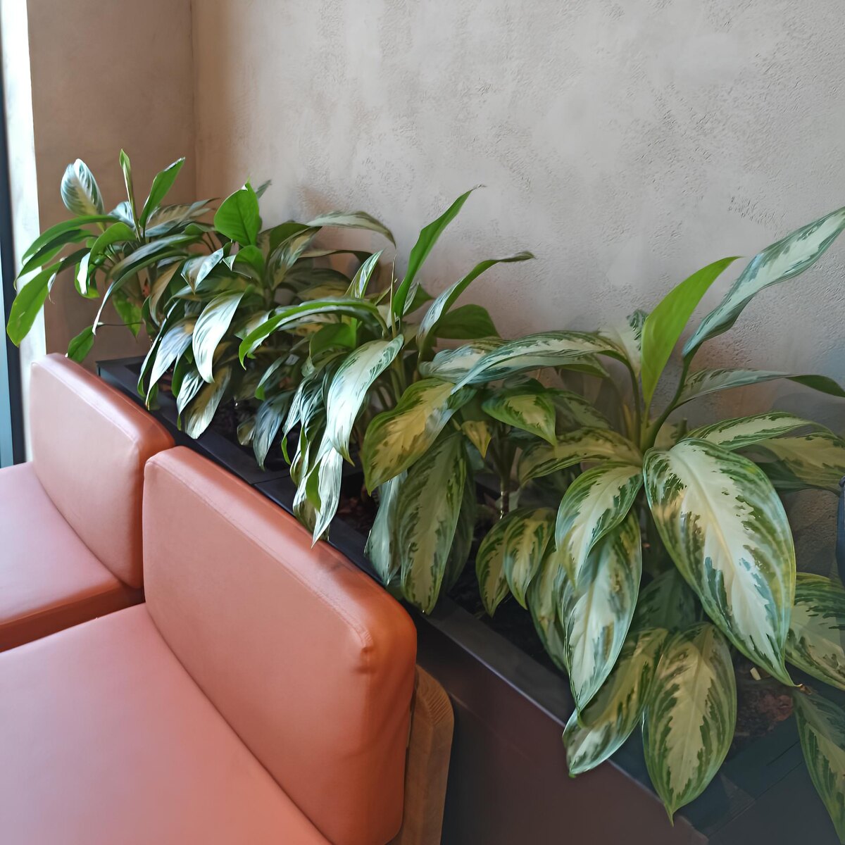 Аглаонема в озеленении общественных пространств