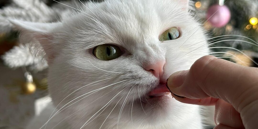 Как общаться с котиками?