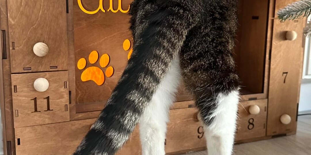 Почему кошки любят мяту?